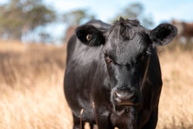 Avustralya 'daki güzel sığırlar ot yer, otlakta otlarlar. Bir tarım çiftliğinde büyüyen sığır sürüsü.. 