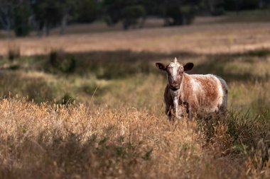 Avustralya 'daki güzel sığırlar ot yer, otlakta otlarlar. Bir tarım çiftliğinde büyüyen sığır sürüsü.. 