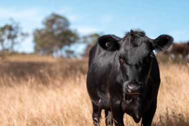 organik, yenilenebilir, sürdürülebilir tarım çiftliği wagyu sığır eti üretiyor. Çayırda otlayan sığırlar. Bir tarlada inek.