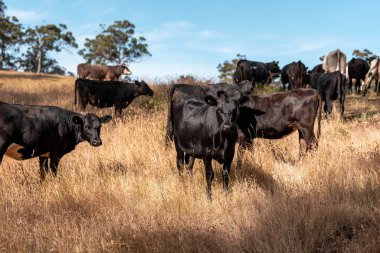 Avustralya 'da sığır çiftliğinde otlayan sığır ve dana eti. Angus ve wagyu cinsleri