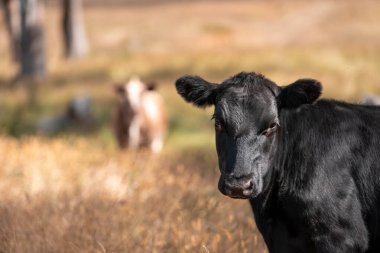 Avustralya 'da sığır çiftliğinde otlayan sığır ve dana eti. Angus ve wagyu cinsleri