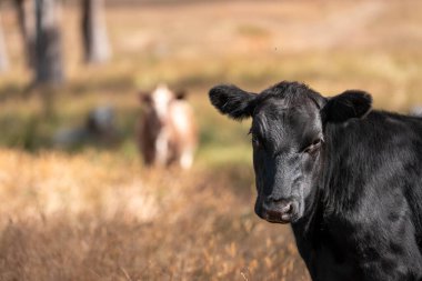Avustralya 'daki güzel sığırlar ot yer, otlakta otlarlar. Bir tarım çiftliğinde büyüyen sığır sürüsü.. 