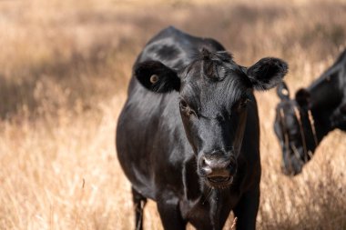 Avustralya 'daki güzel sığırlar ot yer, otlakta otlarlar. Bir tarım çiftliğinde büyüyen sığır sürüsü.. 