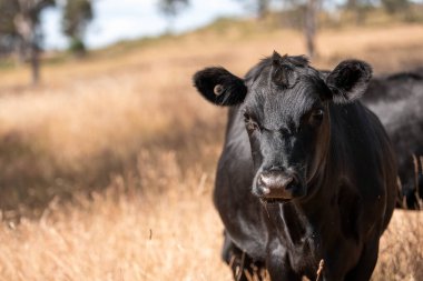 Avustralya 'da sığır çiftliğinde otlayan sığır ve dana eti. Angus ve wagyu cinsleri