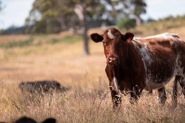 Avustralya 'da sığır çiftliğinde otlayan sığır ve dana eti. Angus ve wagyu cinsleri