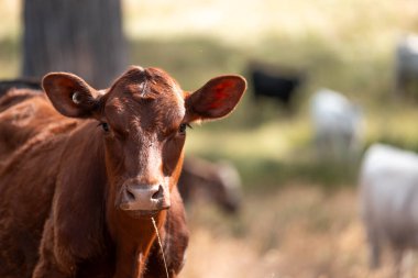 Avustralya 'daki güzel sığırlar ot yer, otlakta otlarlar. Bir tarım çiftliğinde büyüyen sığır sürüsü.. 