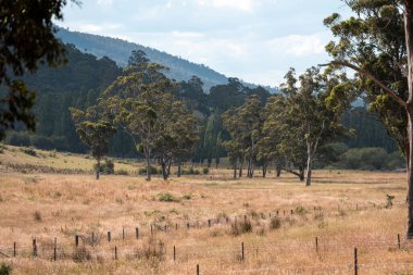 Avustralya 'da sığır çiftliğinde otlayan sığır ve dana eti. Angus ve wagyu cinsleri