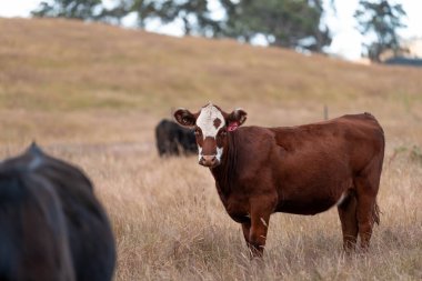 Avustralya 'da sığır çiftliğinde otlayan sığır ve dana eti. Angus ve wagyu cinsleri