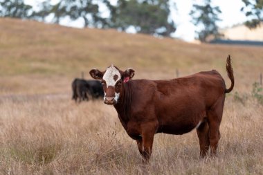 Avustralya 'daki güzel sığırlar ot yer, otlakta otlarlar. Bir tarım çiftliğinde büyüyen sığır sürüsü.. 