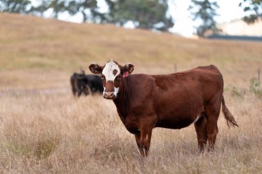 Avustralya 'da sığır çiftliğinde otlayan sığır ve dana eti. Angus ve wagyu cinsleri
