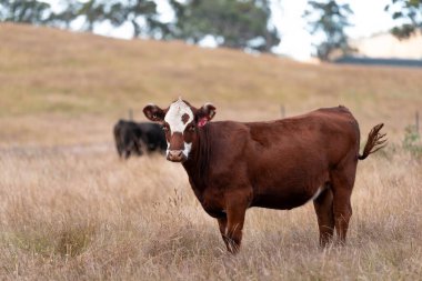 Avustralya 'daki güzel sığırlar ot yer, otlakta otlarlar. Bir tarım çiftliğinde büyüyen sığır sürüsü.. 
