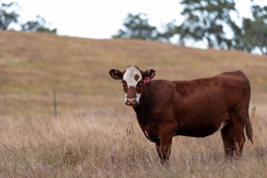 Avustralya 'da sığır çiftliğinde otlayan sığır ve dana eti. Angus ve wagyu cinsleri