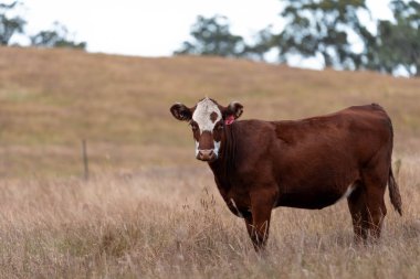 Avustralya 'daki güzel sığırlar ot yer, otlakta otlarlar. Bir tarım çiftliğinde büyüyen sığır sürüsü.. 