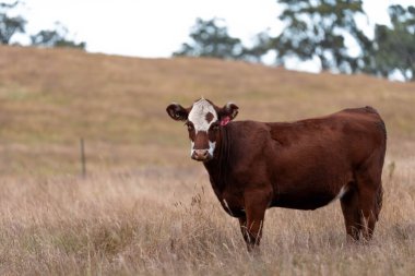Avustralya 'daki güzel sığırlar ot yer, otlakta otlarlar. Bir tarım çiftliğinde büyüyen sığır sürüsü.. 