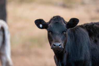 Avustralya 'daki güzel sığırlar ot yer, otlakta otlarlar. Bir tarım çiftliğinde büyüyen sığır sürüsü.. 