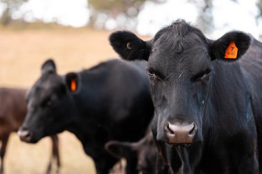 Avustralya 'daki güzel sığırlar ot yer, otlakta otlarlar. Bir tarım çiftliğinde büyüyen sığır sürüsü.. 
