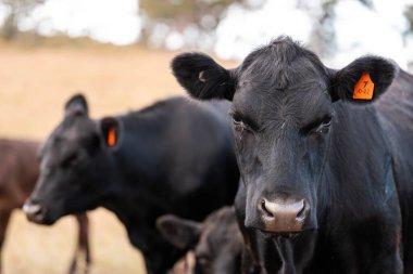 Avustralya 'da sığır çiftliğinde otlayan sığır ve dana eti. Angus ve wagyu cinsleri