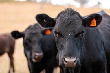 Avustralya 'daki güzel sığırlar ot yer, otlakta otlarlar. Bir tarım çiftliğinde büyüyen sığır sürüsü.. 
