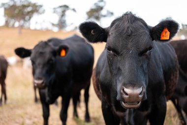 Avustralya 'da sığır çiftliğinde otlayan sığır ve dana eti. Angus ve wagyu cinsleri