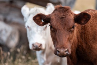 Avustralya 'daki güzel sığırlar ot yer, otlakta otlarlar. Bir tarım çiftliğinde büyüyen sığır sürüsü.. 