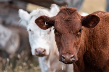 Avustralya 'da sığır çiftliğinde otlayan sığır ve dana eti. Angus ve wagyu cinsleri