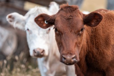 Avustralya 'da sığır çiftliğinde otlayan sığır ve dana eti. Angus ve wagyu cinsleri