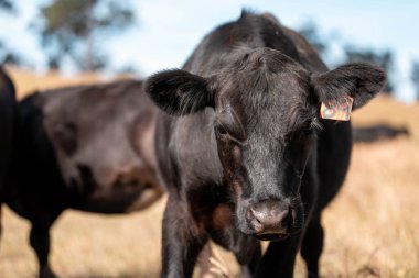Avustralya 'daki güzel sığırlar ot yer, otlakta otlarlar. Bir tarım çiftliğinde büyüyen sığır sürüsü.. 