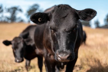 organik, yenilenebilir, sürdürülebilir tarım çiftliği wagyu sığır eti üretiyor. Çayırda otlayan sığırlar. Bir tarlada inek.