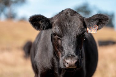Avustralya 'da sığır çiftliğinde otlayan sığır ve dana eti. Angus ve wagyu cinsleri