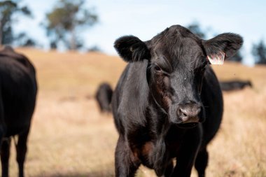 Avustralya 'daki güzel sığırlar ot yer, otlakta otlarlar. Bir tarım çiftliğinde büyüyen sığır sürüsü.. 