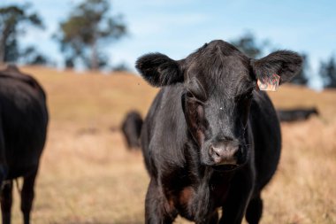 Avustralya 'da sığır çiftliğinde otlayan sığır ve dana eti. Angus ve wagyu cinsleri
