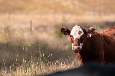 Avustralya 'da sığır çiftliğinde otlayan sığır ve dana eti. Angus ve wagyu cinsleri