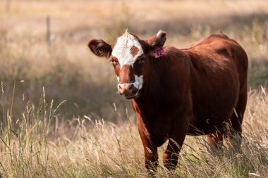 Avustralya 'da sığır çiftliğinde otlayan sığır ve dana eti. Angus ve wagyu cinsleri