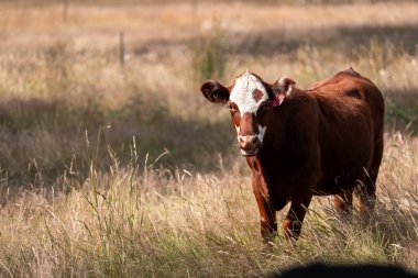 Avustralya 'da sığır çiftliğinde otlayan sığır ve dana eti. Angus ve wagyu cinsleri