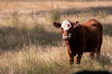 Avustralya 'daki güzel sığırlar ot yer, otlakta otlarlar. Bir tarım çiftliğinde büyüyen sığır sürüsü.. 