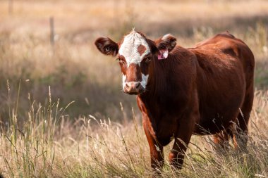 Avustralya 'daki güzel sığırlar ot yer, otlakta otlarlar. Bir tarım çiftliğinde büyüyen sığır sürüsü.. 
