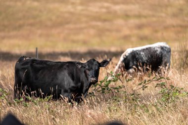 Avustralya 'daki güzel sığırlar ot yer, otlakta otlarlar. Bir tarım çiftliğinde büyüyen sığır sürüsü.. 