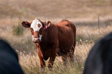 organik, yenilenebilir, sürdürülebilir tarım çiftliği wagyu sığır eti üretiyor. Çayırda otlayan sığırlar. Bir tarlada inek.