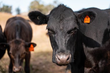 Avustralya 'da sığır çiftliğinde otlayan sığır ve dana eti. Angus ve wagyu cinsleri