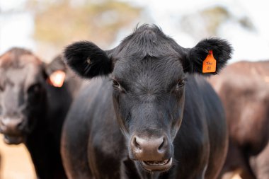 Avustralya 'daki güzel sığırlar ot yer, otlakta otlarlar. Bir tarım çiftliğinde büyüyen sığır sürüsü.. 