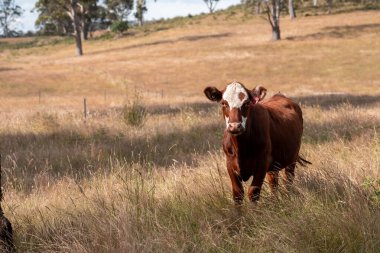 Avustralya 'daki güzel sığırlar ot yer, otlakta otlarlar. Bir tarım çiftliğinde büyüyen sığır sürüsü.. 
