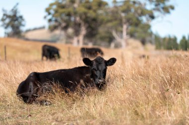 Avustralya 'da sığır çiftliğinde otlayan sığır ve dana eti. Angus ve wagyu cinsleri