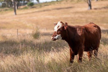 Avustralya 'daki güzel sığırlar ot yer, otlakta otlarlar. Bir tarım çiftliğinde büyüyen sığır sürüsü.. 