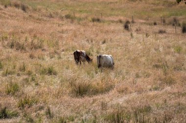 Avustralya 'daki güzel sığırlar ot yer, otlakta otlarlar. Bir tarım çiftliğinde büyüyen sığır sürüsü.. 