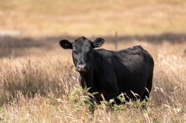 Avustralya 'daki güzel sığırlar ot yer, otlakta otlarlar. Bir tarım çiftliğinde büyüyen sığır sürüsü.. 