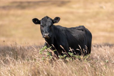 organik, yenilenebilir, sürdürülebilir tarım çiftliği wagyu sığır eti üretiyor. Çayırda otlayan sığırlar. Bir tarlada inek.