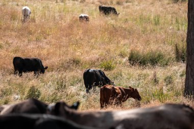 Avustralya 'daki güzel sığırlar ot yer, otlakta otlarlar. Bir tarım çiftliğinde büyüyen sığır sürüsü.. 