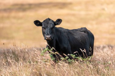 Avustralya 'da sığır çiftliğinde otlayan sığır ve dana eti. Angus ve wagyu cinsleri