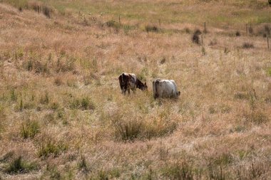 Avustralya 'da sığır çiftliğinde otlayan sığır ve dana eti. Angus ve wagyu cinsleri