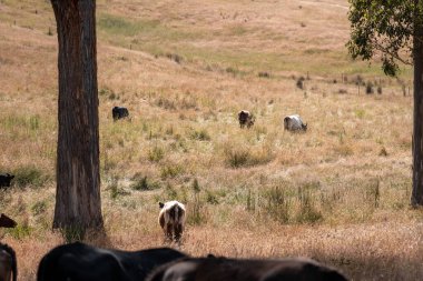 Avustralya 'da sığır çiftliğinde otlayan sığır ve dana eti. Angus ve wagyu cinsleri